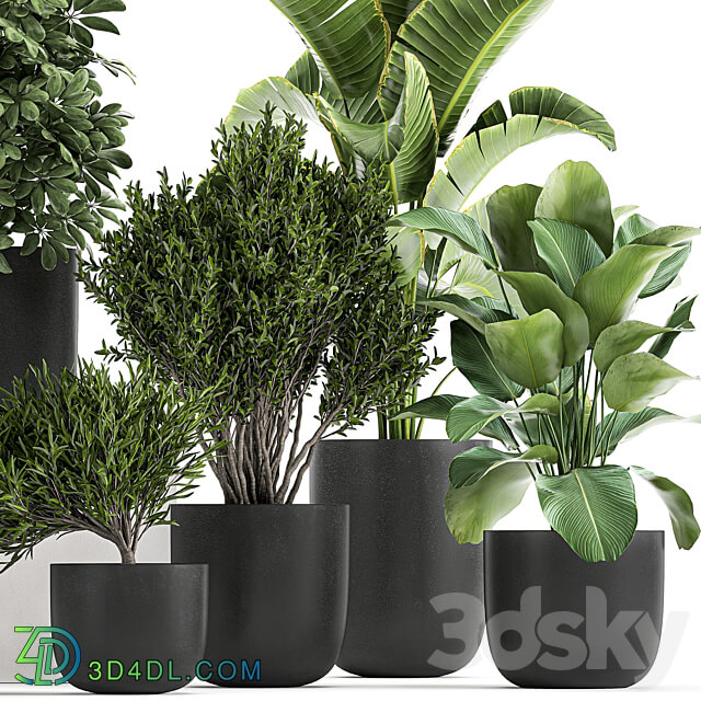 Plant collection 804. 3D Models