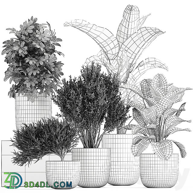 Plant collection 804. 3D Models