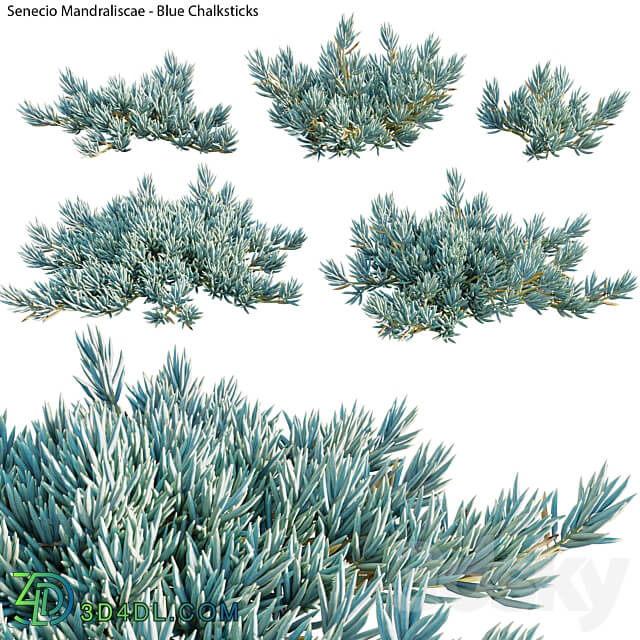Senecio Mandraliscae Blue Chalksticks 01