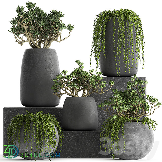 Plant collection 810. Money tree Crassula outdoor flowerpot bushes climbing plants Crassula succulents 3D Models