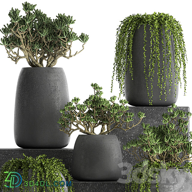 Plant collection 810. Money tree Crassula outdoor flowerpot bushes climbing plants Crassula succulents 3D Models