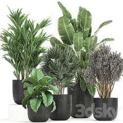 Plant collection 813. Banana olive Rapis Alocasia bushes palm tree black pot interior decorative flower pot plants 3D Models 
