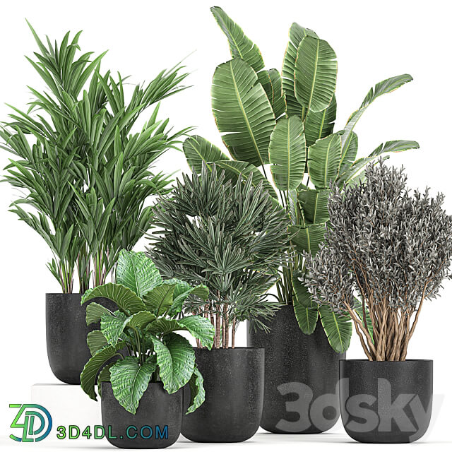 Plant collection 813. Banana olive Rapis Alocasia bushes palm tree black pot interior decorative flower pot plants 3D Models