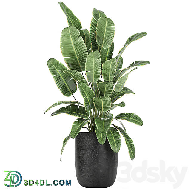Plant collection 813. Banana olive Rapis Alocasia bushes palm tree black pot interior decorative flower pot plants 3D Models
