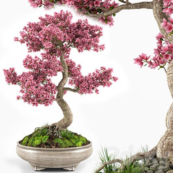 Sakura bonsai tree 