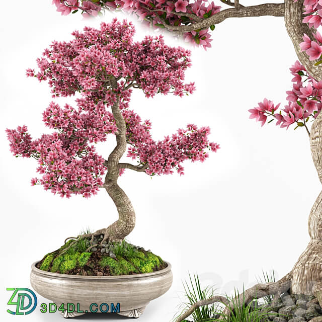 Sakura bonsai tree