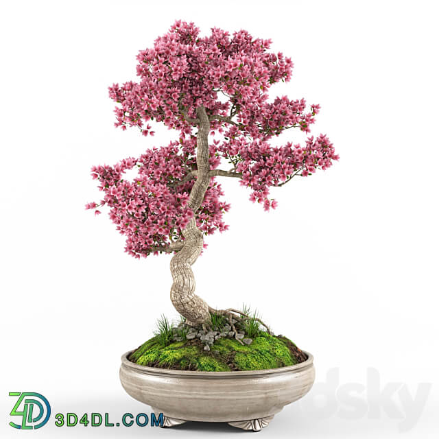 Sakura bonsai tree