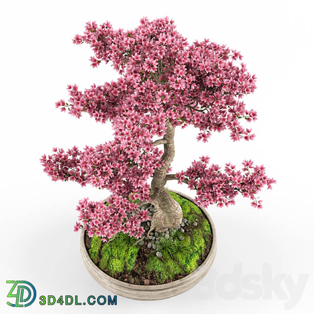 Sakura bonsai tree