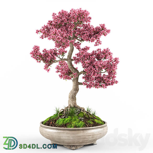 Sakura bonsai tree