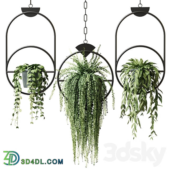 Ampel plants in hanging pots with black rings set 15