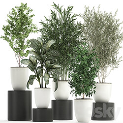 Plant collection 819. White flowerpot pot Bamboo Olive tree Ficus Dieffenbachia Scandinavian style tree interior 3D Models 