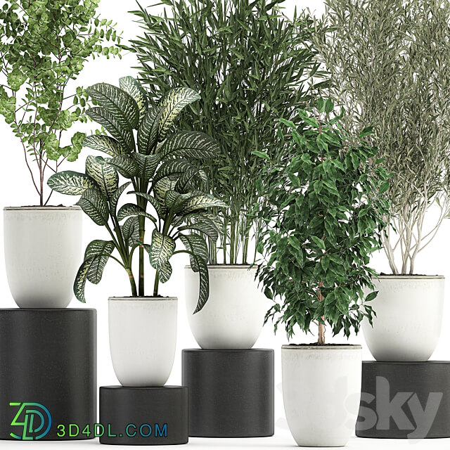 Plant collection 819. White flowerpot pot Bamboo Olive tree Ficus Dieffenbachia Scandinavian style tree interior 3D Models