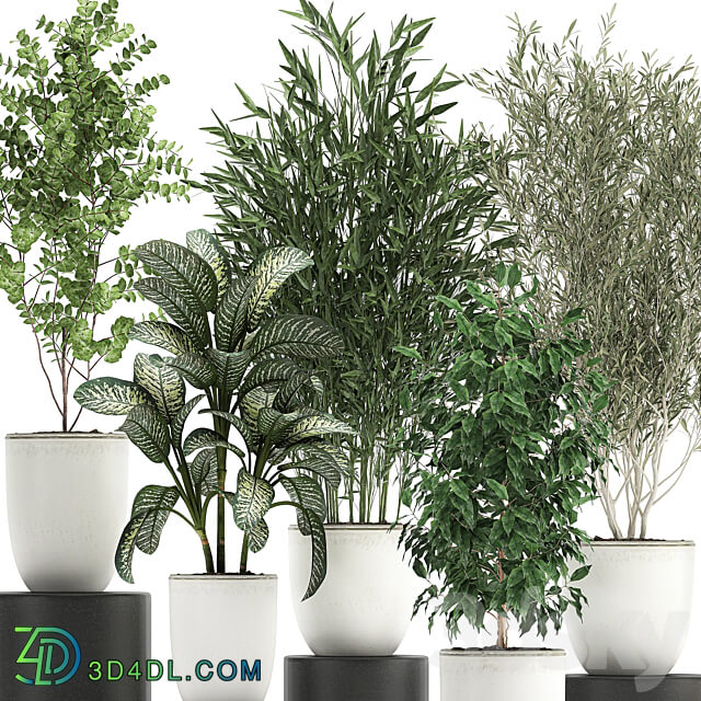 Plant collection 819. White flowerpot pot Bamboo Olive tree Ficus Dieffenbachia Scandinavian style tree interior 3D Models
