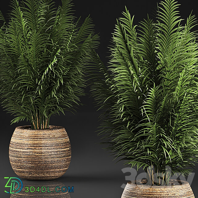 Plant collection 828. Palm tree basket flowerpot eco design 3D Models