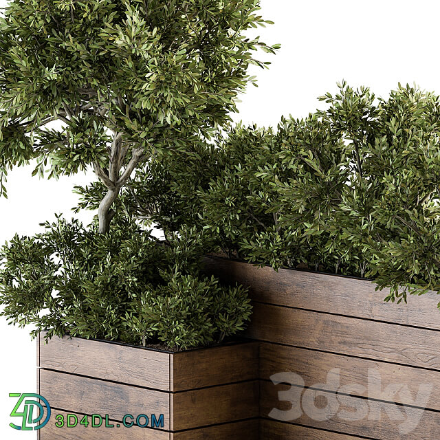 Outdoor Plants tree in Wood Box Set 154