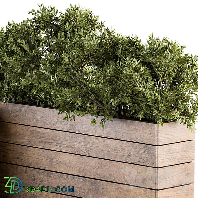 Outdoor Plants tree in Wood Box Set 154