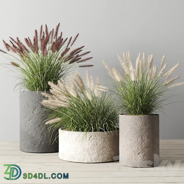 Pennisetum foxtail in concrete pots