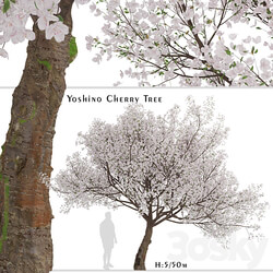 Yoshino Cherry Tree Prunus yedoensis 1 Tree  