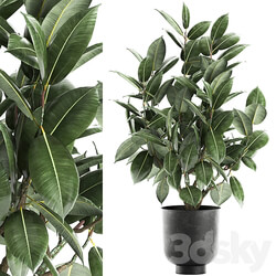 Plant Ficus elastica 852. Ficus elastica tree black pot loft metal 3D Models 