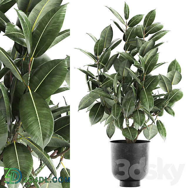 Plant Ficus elastica 852. Ficus elastica tree black pot loft metal 3D Models