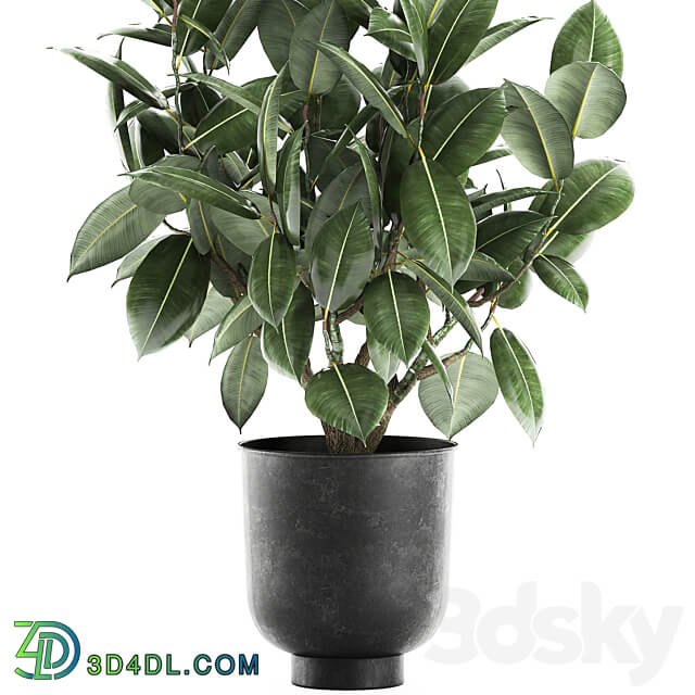 Plant Ficus elastica 852. Ficus elastica tree black pot loft metal 3D Models