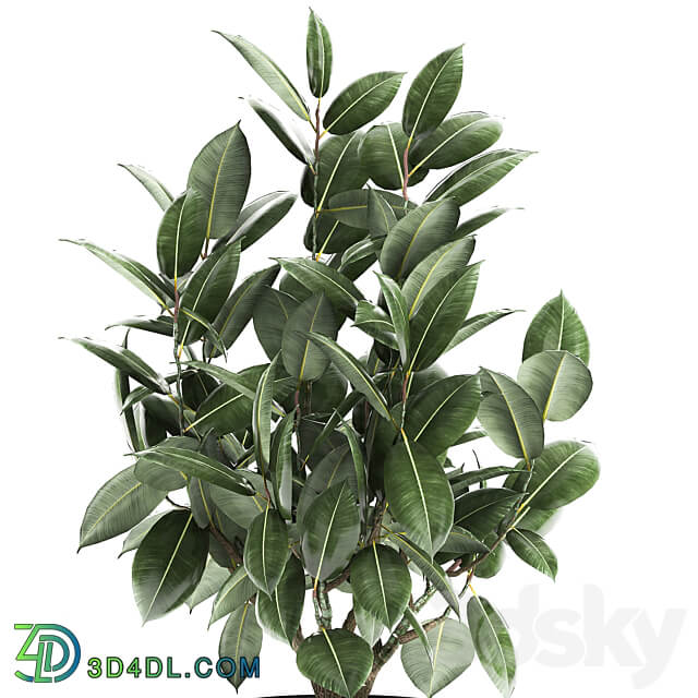 Plant Ficus elastica 852. Ficus elastica tree black pot loft metal 3D Models