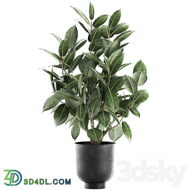 Plant Ficus elastica 852. Ficus elastica tree black pot loft metal 3D Models