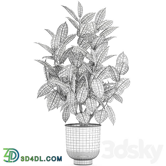 Plant Ficus elastica 852. Ficus elastica tree black pot loft metal 3D Models