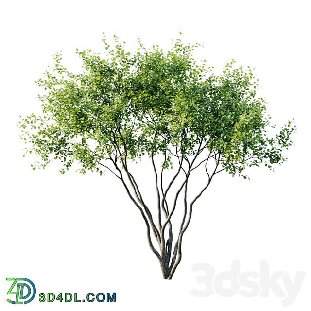 Amelanchier 4m