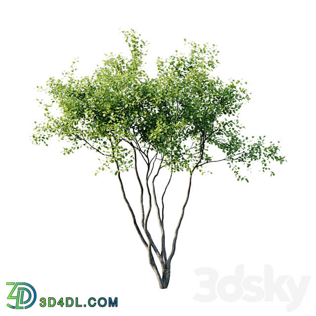 Amelanchier 4m