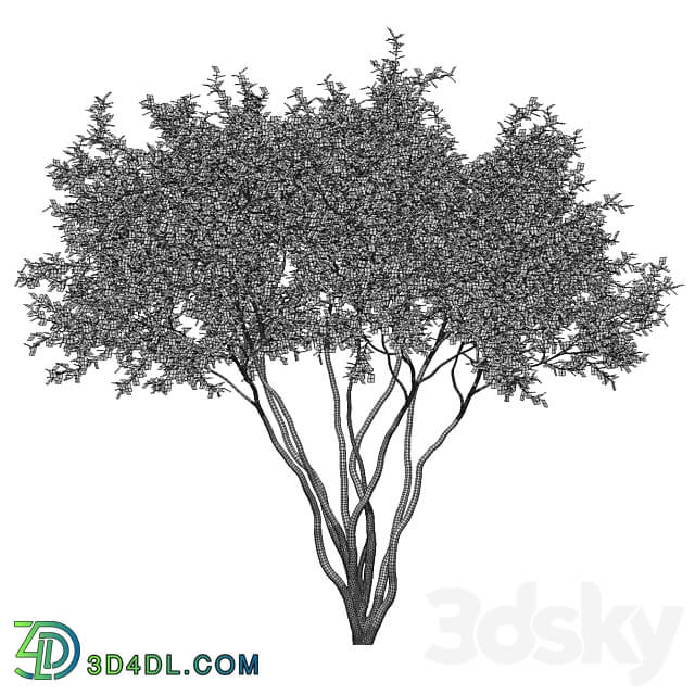 Amelanchier 4m