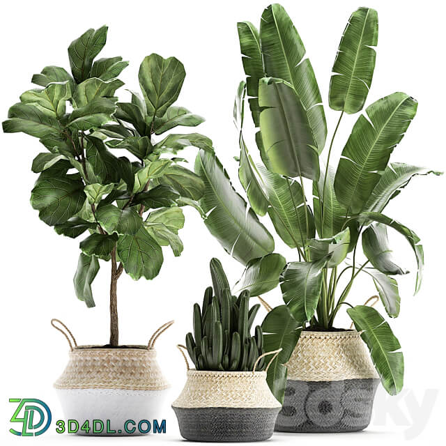 Plant collection 861. Cactus ficus banana palm basket strelitzia Lyrata Scandinavian style eco design wicker Strelitzia tree interior flower 3D Models