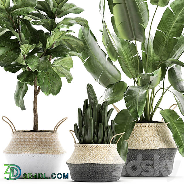 Plant collection 861. Cactus ficus banana palm basket strelitzia Lyrata Scandinavian style eco design wicker Strelitzia tree interior flower 3D Models