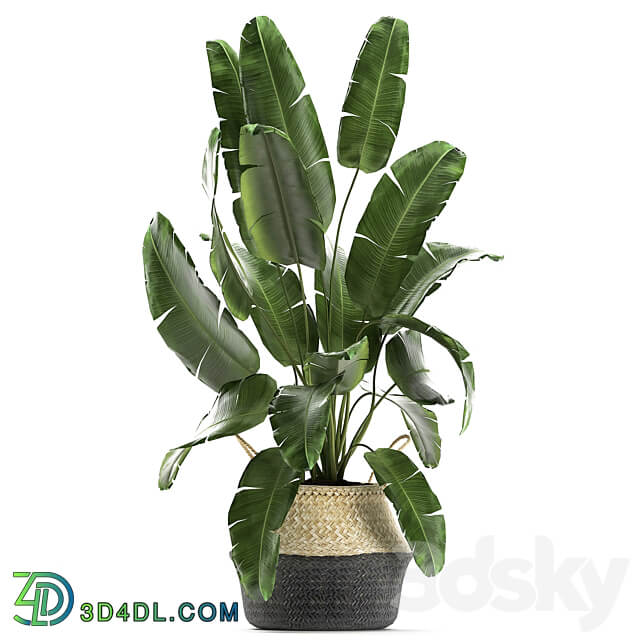 Plant collection 861. Cactus ficus banana palm basket strelitzia Lyrata Scandinavian style eco design wicker Strelitzia tree interior flower 3D Models