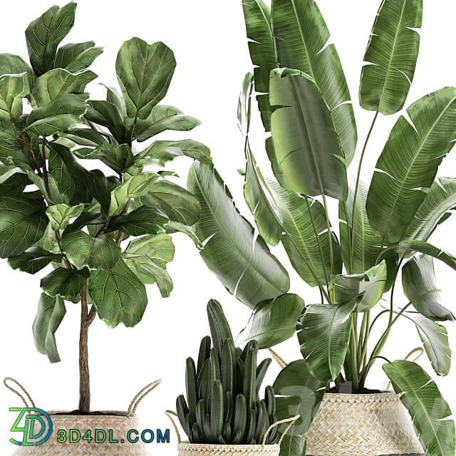 Plant collection 861. Cactus ficus banana palm basket strelitzia Lyrata Scandinavian style eco design wicker Strelitzia tree interior flower 3D Models