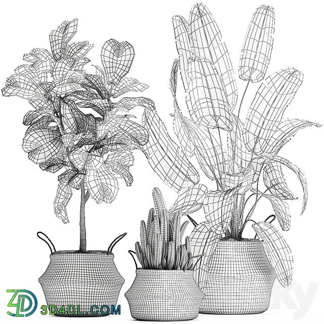 Plant collection 861. Cactus ficus banana palm basket strelitzia Lyrata Scandinavian style eco design wicker Strelitzia tree interior flower 3D Models