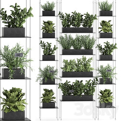 Vertical gardening. 63 Kitchen garden loft basil greens lettuce rosemary vertical garden landscaping suspension shelf with flowers plants lettuce phytowall phytomodule 3D Models 