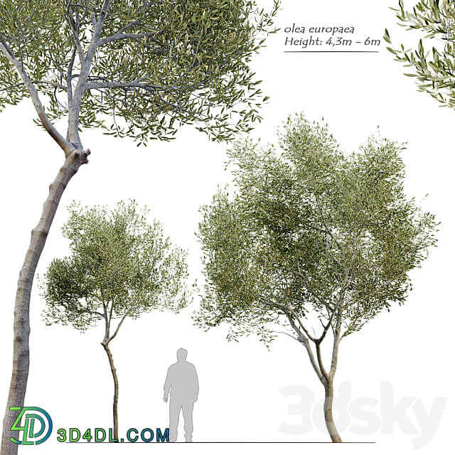 Olea europaea Olive tree 