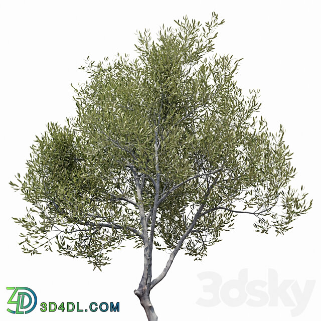Olea europaea Olive tree 