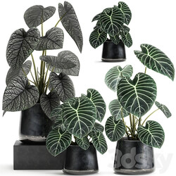 Plant collection 885. Black pot loft flowerpot metal flower pot Scandinavian style luxury decor 3D Models 