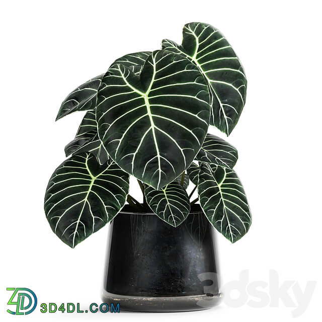 Plant collection 885. Black pot loft flowerpot metal flower pot Scandinavian style luxury decor 3D Models