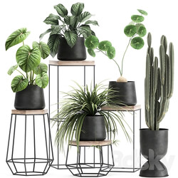 Plant collection 899. Cactus loft table black flowerpot metal stand shelf with flowers Scandinavian industrial style Stefania Erekta cactus Philodendron 3D Models 