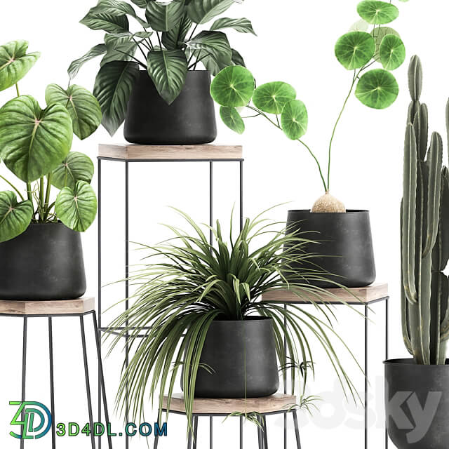Plant collection 899. Cactus loft table black flowerpot metal stand shelf with flowers Scandinavian industrial style Stefania Erekta cactus Philodendron 3D Models
