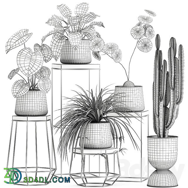 Plant collection 899. Cactus loft table black flowerpot metal stand shelf with flowers Scandinavian industrial style Stefania Erekta cactus Philodendron 3D Models