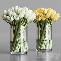 White and yellow tulips 