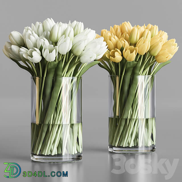 White and yellow tulips