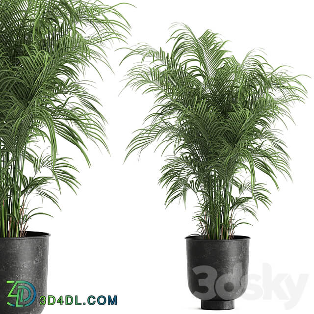 Plant collection 900. 3D Models