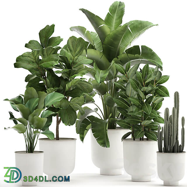 Plant collection 906. White Pot Ficus Tree Strelitzia Cactus Banana Bush Banana Palm Nordic Style Metal Pot Ficus lyrata 3D Models