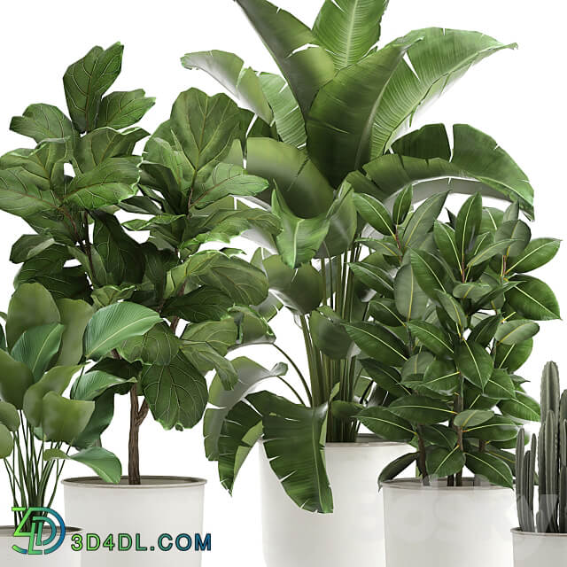 Plant collection 906. White Pot Ficus Tree Strelitzia Cactus Banana Bush Banana Palm Nordic Style Metal Pot Ficus lyrata 3D Models