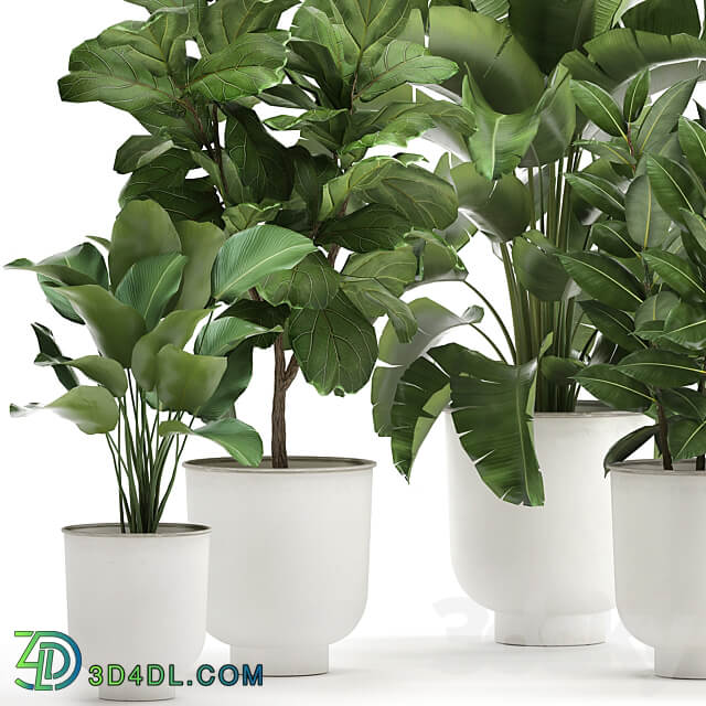 Plant collection 906. White Pot Ficus Tree Strelitzia Cactus Banana Bush Banana Palm Nordic Style Metal Pot Ficus lyrata 3D Models